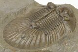Scabriscutellum Trilobite With Axial Spines - Morocco #210735-4